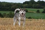 ALASKAN MALAMUTE 741